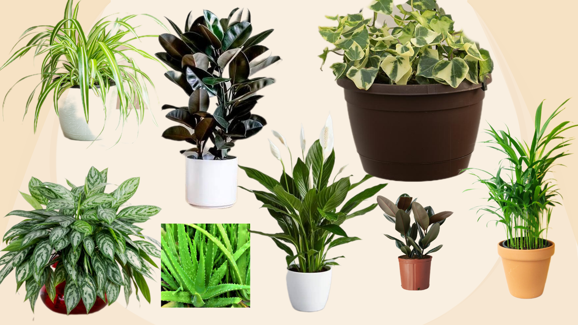 Indoor plants that purify the home environment
