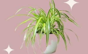 स्पाइडर प्लांट (Spider Plant)