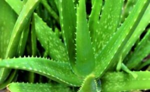 एलोवेरा (Aloe Vera)