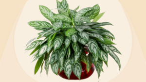 चाइनीज एवरग्रीन (Chinese Evergreen)